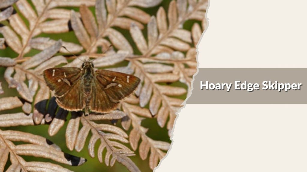 Hoary Edge Skipper
