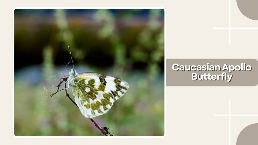  Caucasian Apollo Butterfly