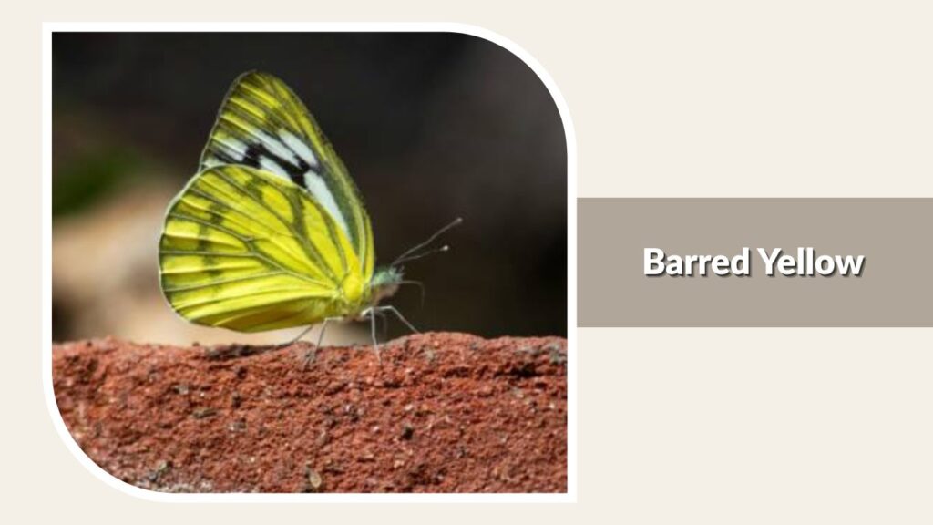 Barred Yellow