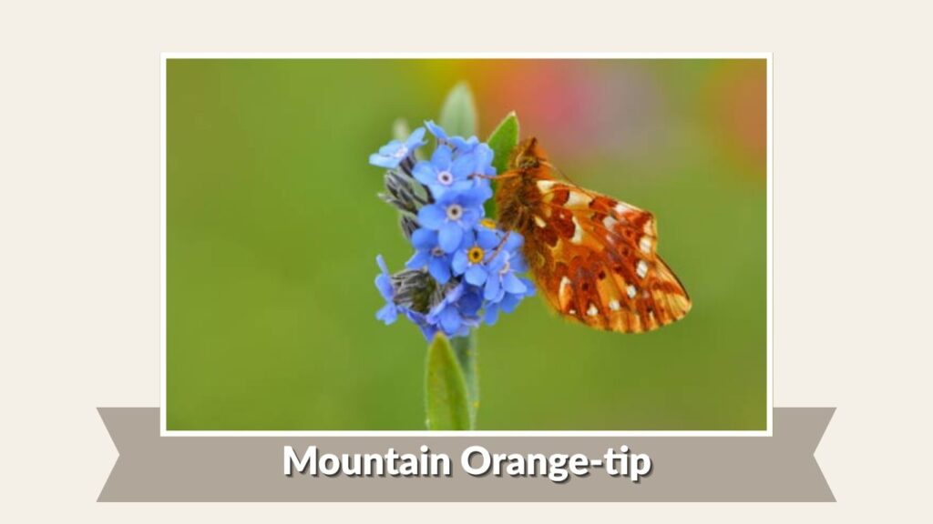 Mountain Orange-tip
