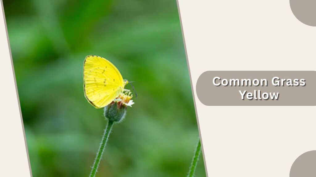 Common Grass Yellow