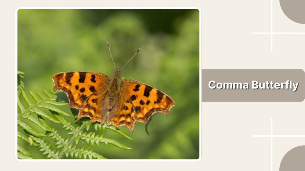 Comma Butterfly