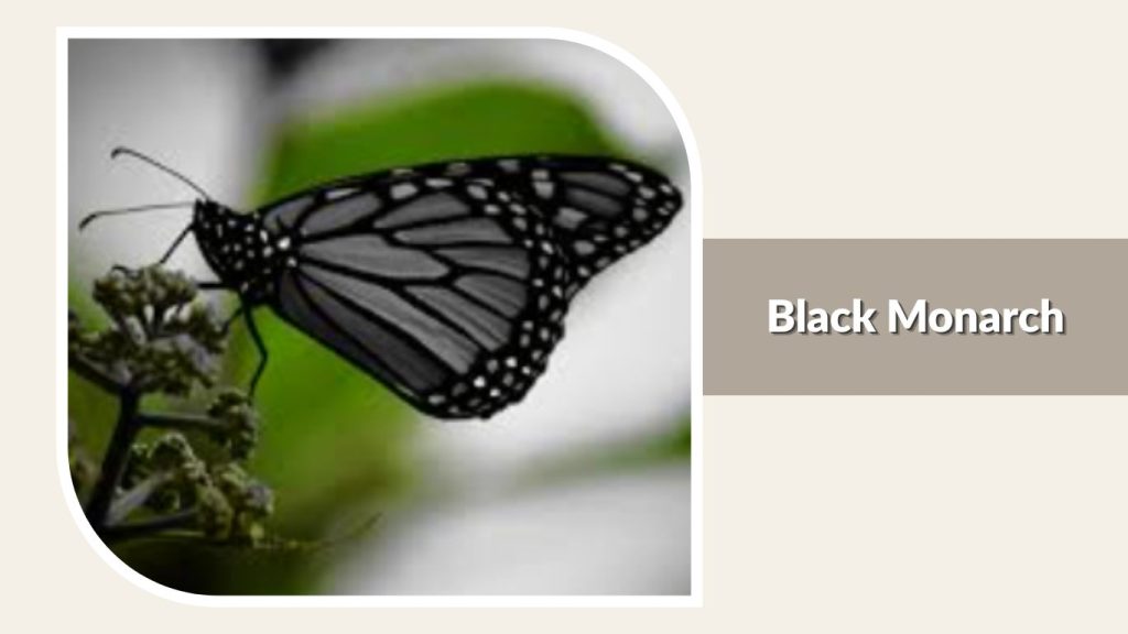 Black Monarch