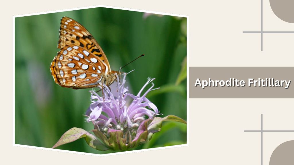 Aphrodite Fritillary