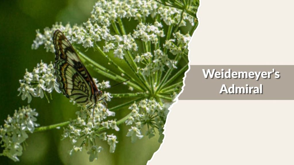 Weidemeyer’s Admiral
