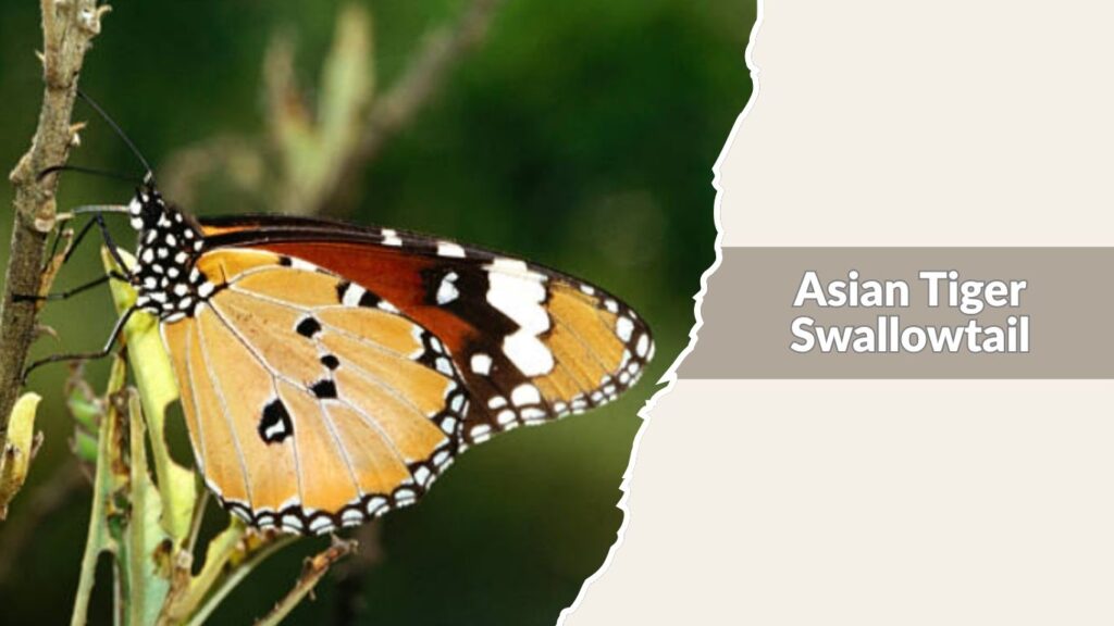Asian Tiger Swallowtail
