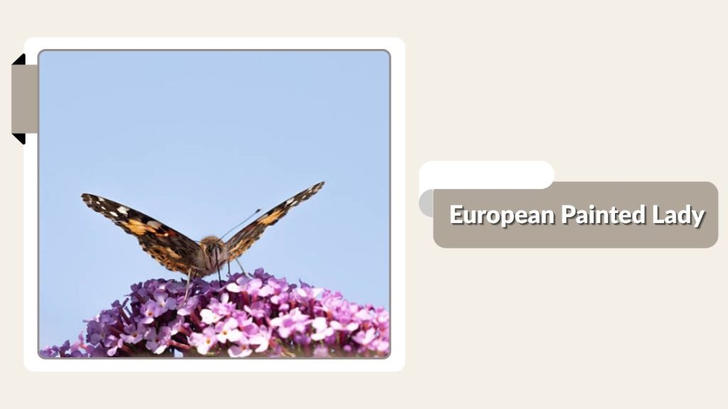 European Painted Lady
