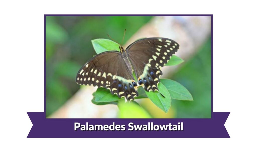 Palamedes Swallowtail