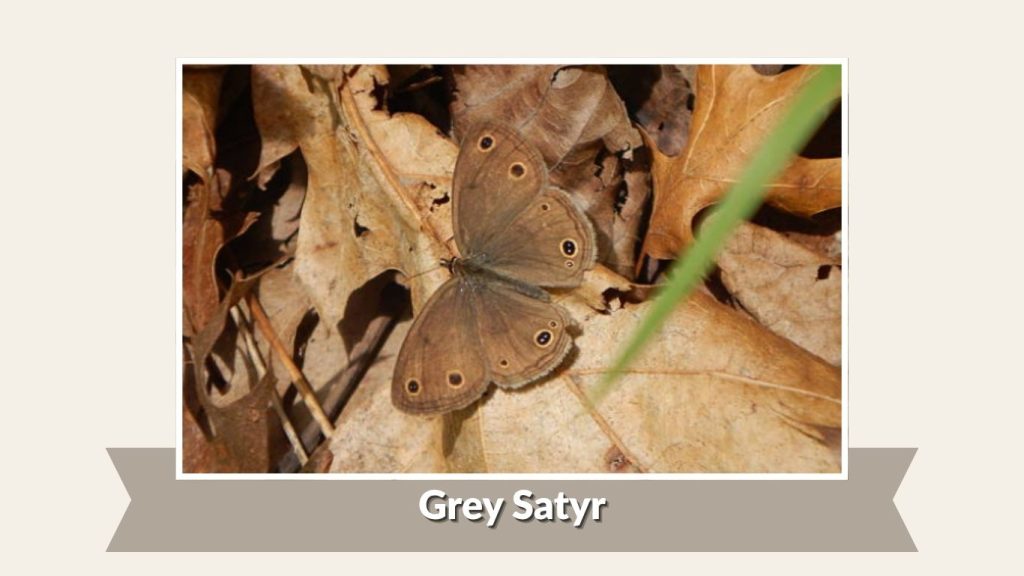 Grey Satyr