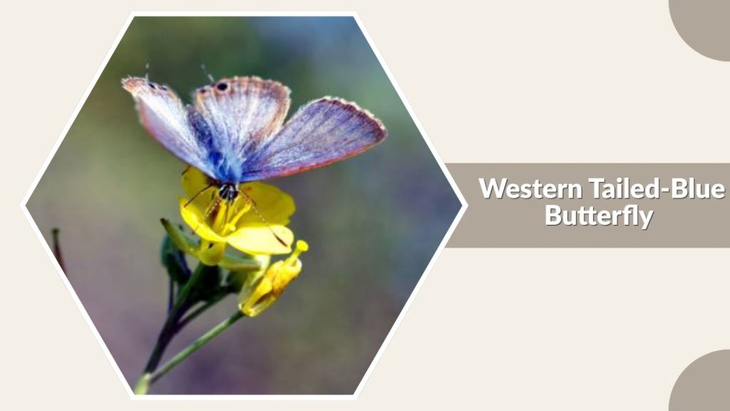 Western Tailed-Blue Butterfly