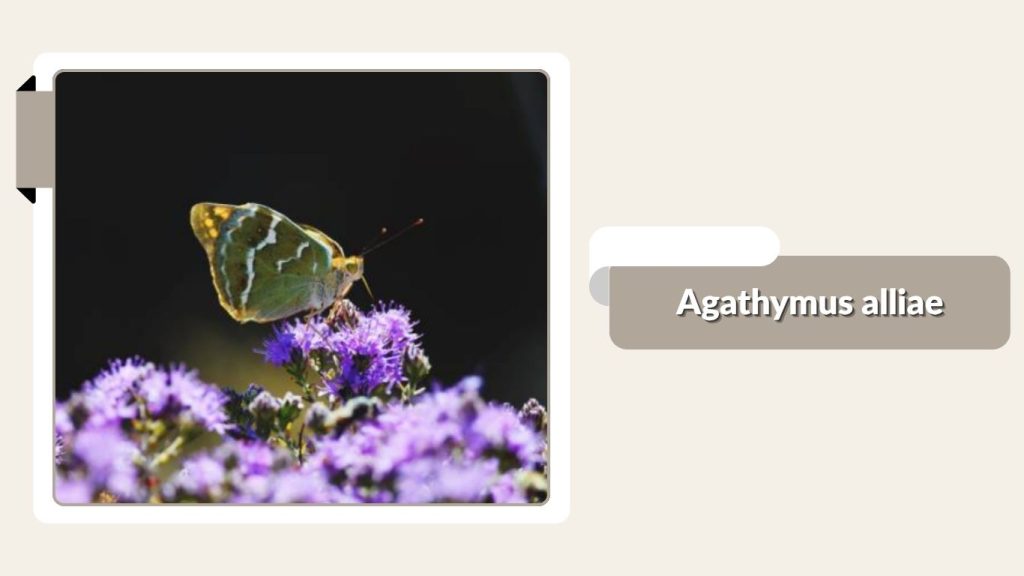 Agathymus alliae