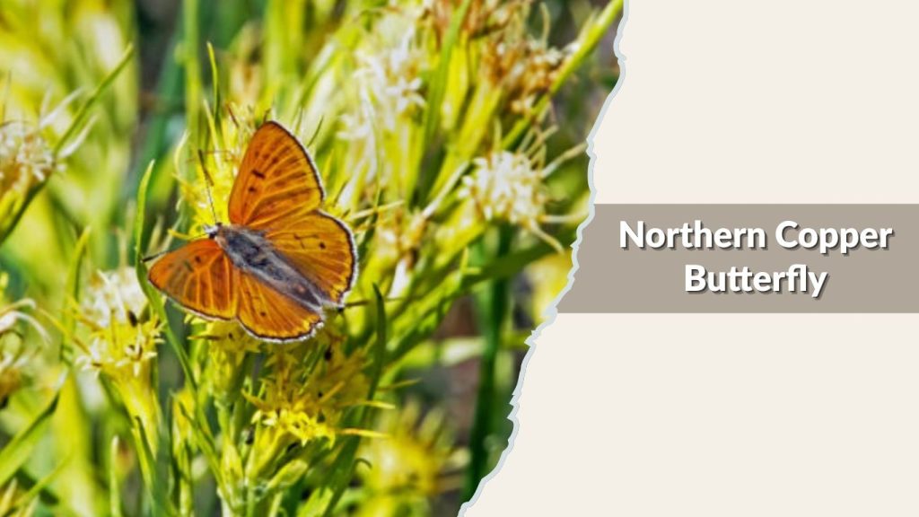 Northern Copper Butterfly