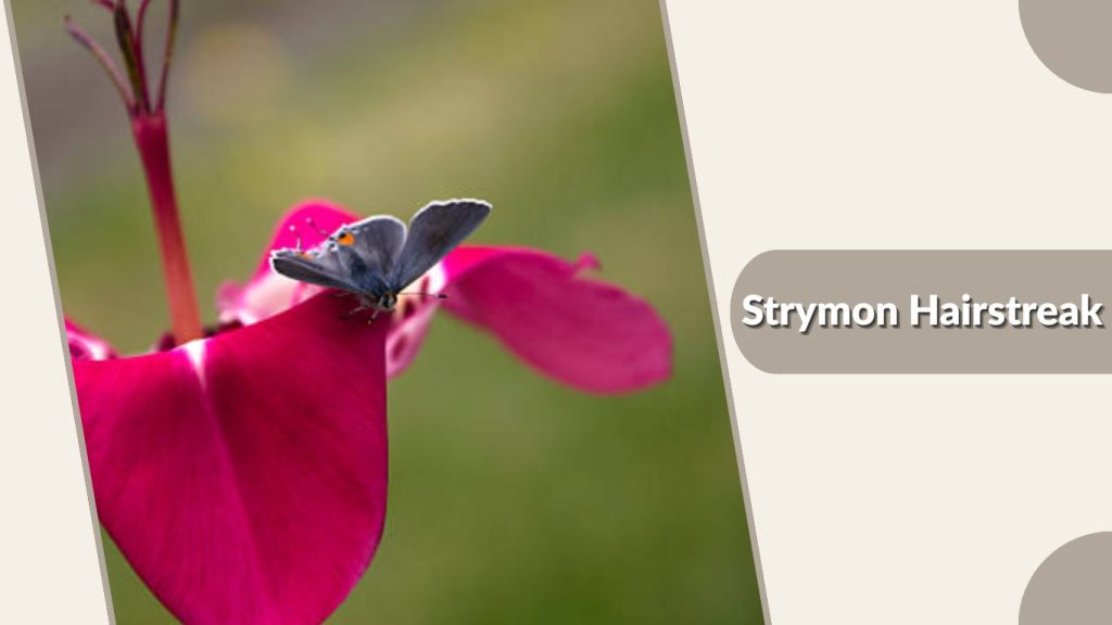Strymon Hairstreak