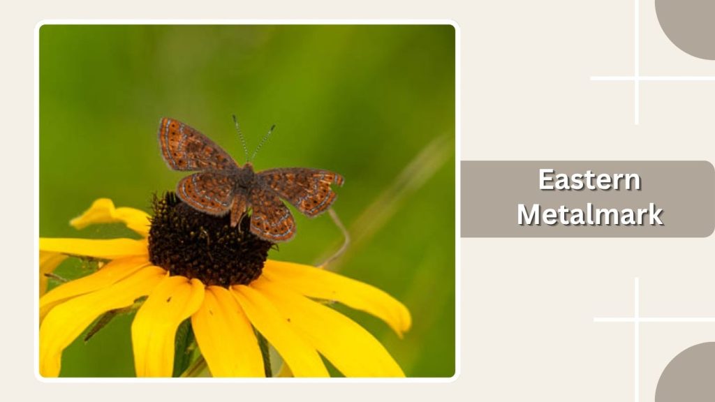 Eastern Metalmark