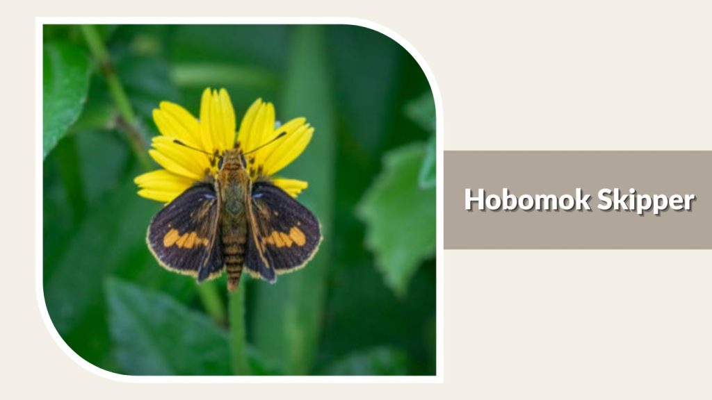 Hobomok Skipper