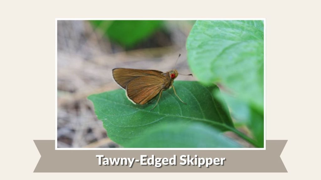 Tawny-Edged Skipper