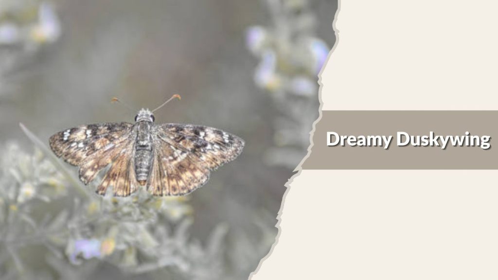 Dreamy Duskywing