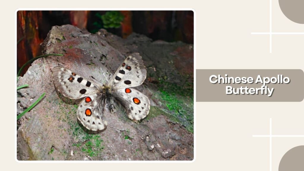 Chinese Apollo Butterfly