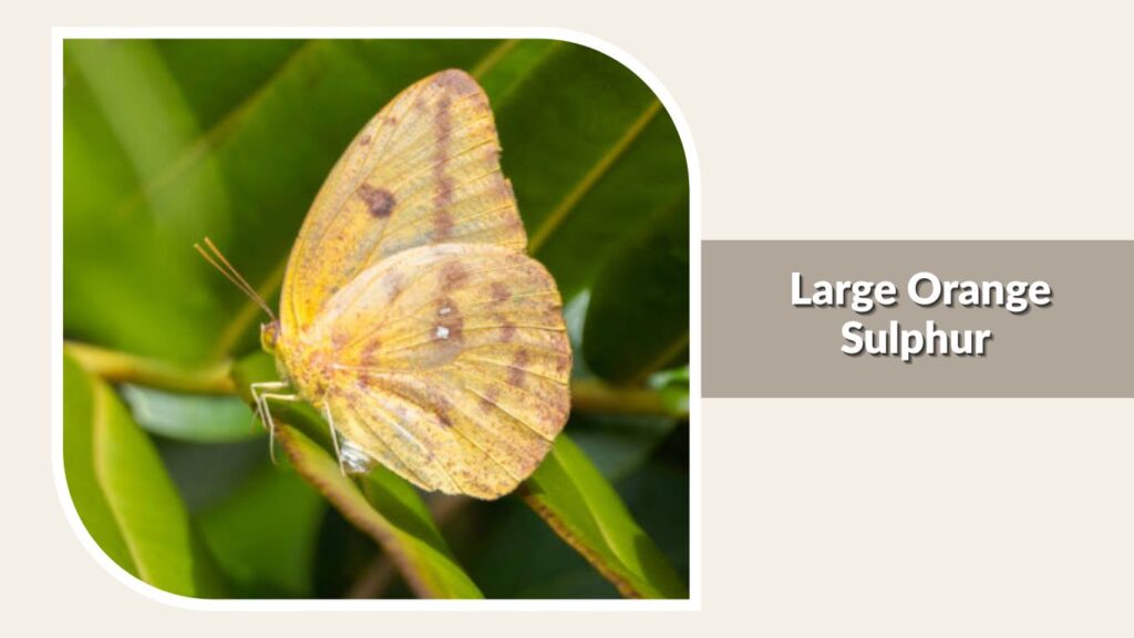 Large Orange Sulphur