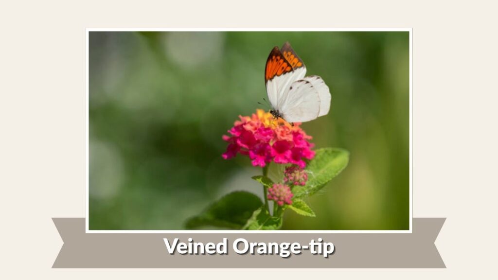 Veined Orange-tip