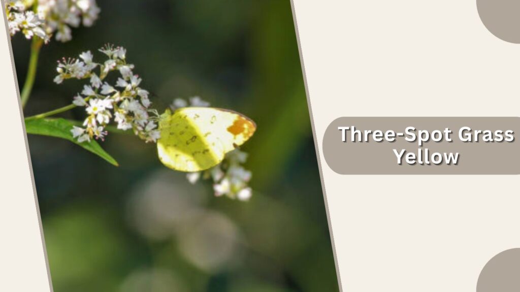Three-Spot Grass Yellow
