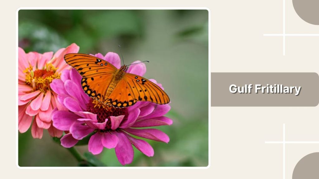 Gulf Fritillary