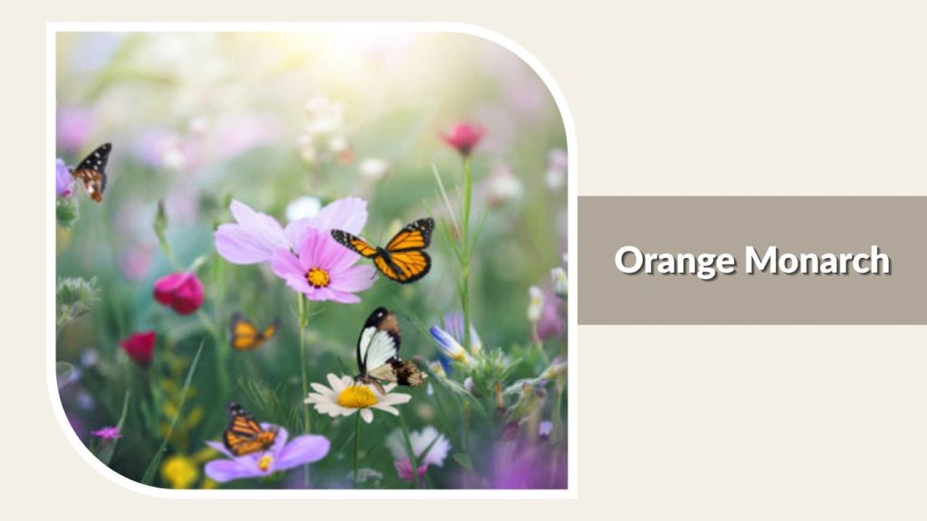 Orange Monarch