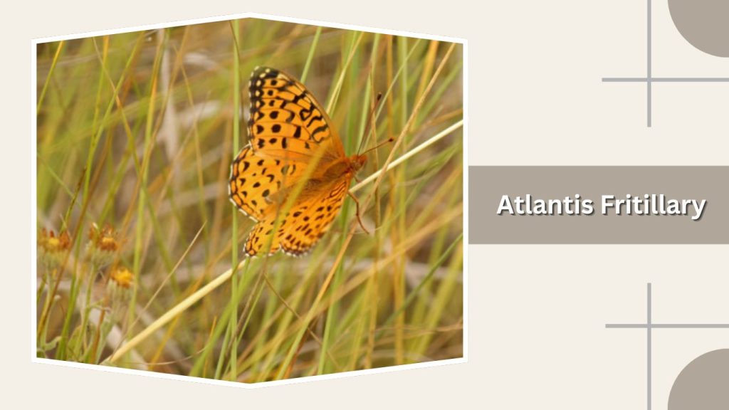 Atlantis Fritillary