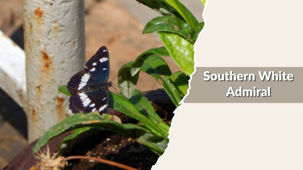 Southern White Admiral