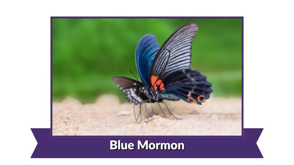 Blue Mormon