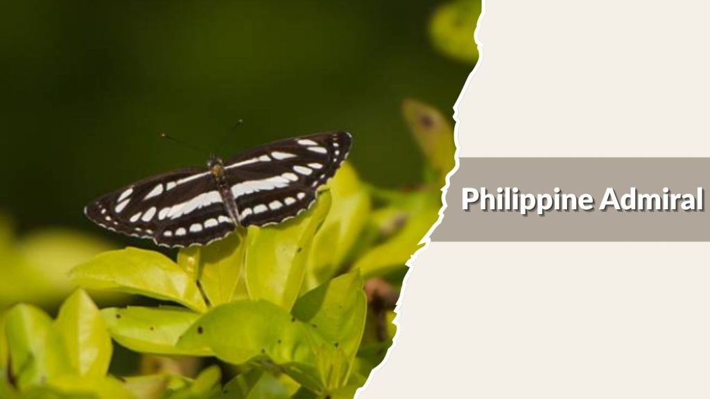 Philippine Admiral