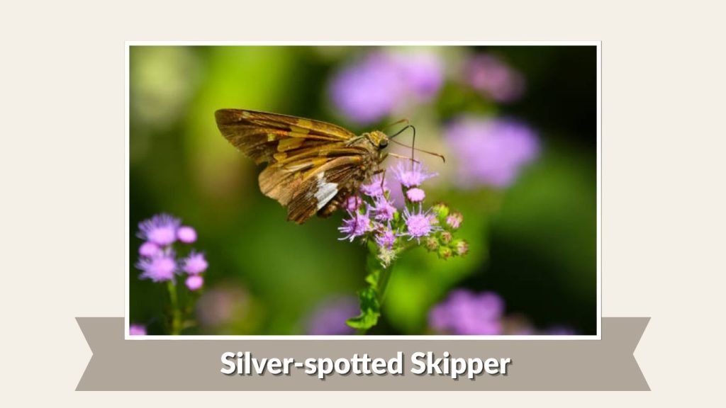 Silver-spotted Skipper