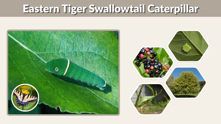 Eastern Tiger Swallowtail Caterpillar: Stages, Food, and Identification