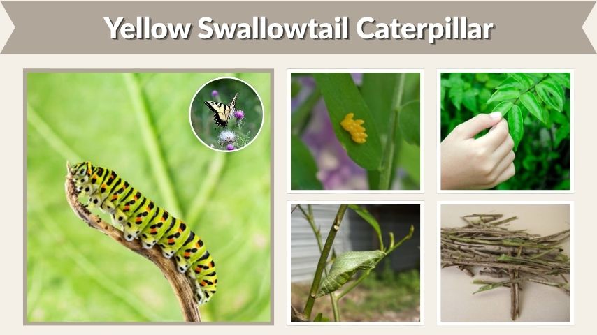 Yellow Swallowtail Caterpillar: ID, Food, and Stages