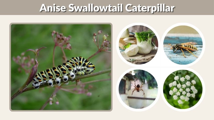 Anise Swallowtail Caterpillar: Stages, Diet, and Care