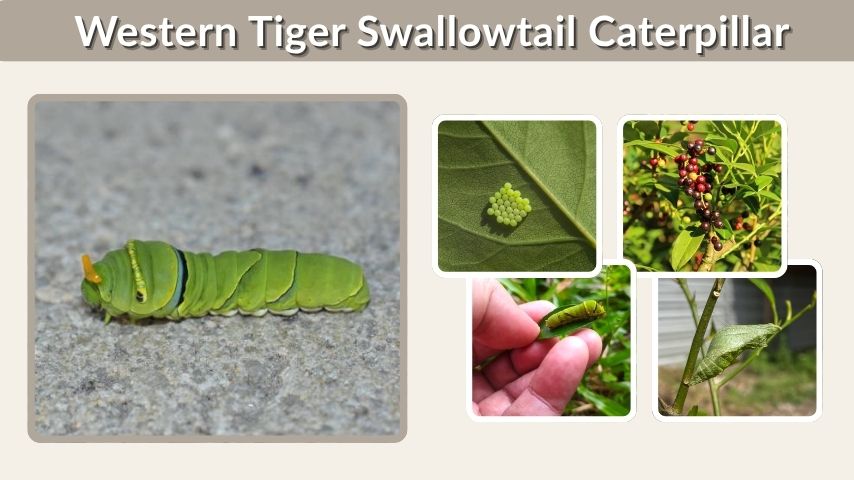 Western Tiger Swallowtail Caterpillar: Stages and Food