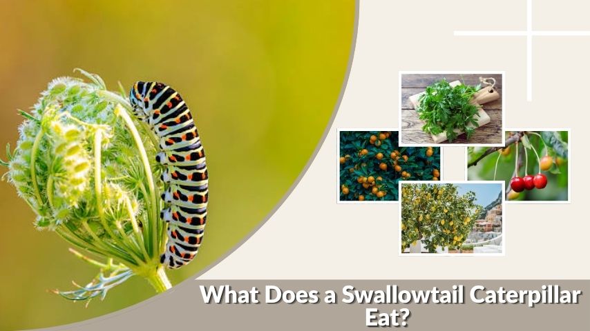 What Does a Swallowtail Caterpillar Eat? Complete Guide