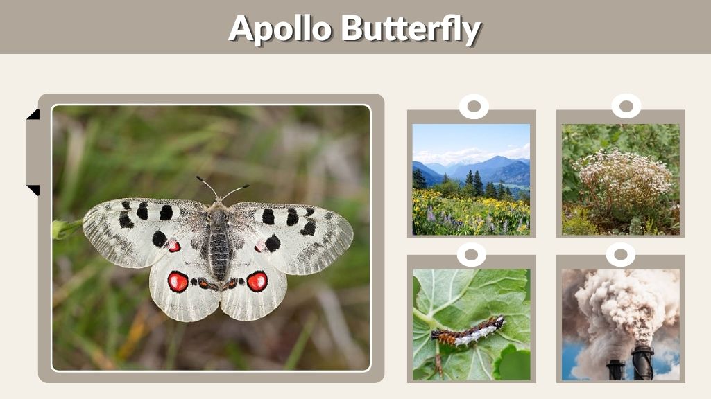 Apollo Butterfly: Habitat, Diet, Life Cycle, Lifespan, and Facts