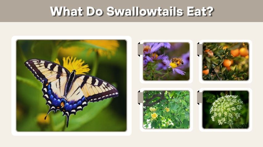 What Do Swallowtails Eat? 10 Common Foods They Like