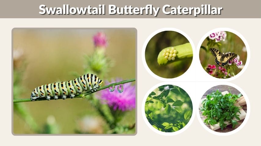 Swallowtail Butterfly Caterpillar: Identification, Food, and Life Cycle