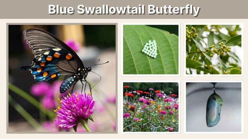 Blue Swallowtail Butterfly: Meaning, Types, and Facts