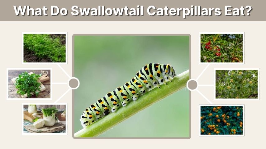 What Do Swallowtail Caterpillars Eat? Host Plant Guide