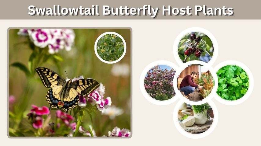 Swallowtail Butterfly Host Plants: Best Plants to Grow
