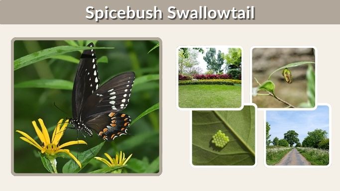Spicebush Swallowtail: Caterpillar, Host Plants and Life Cycle