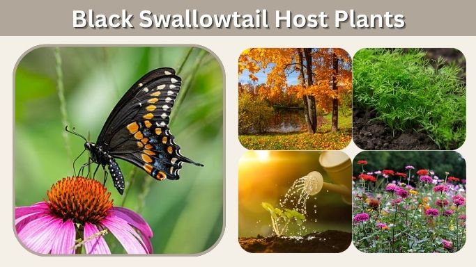 Black Swallowtail Host Plants: Best Plants for Caterpillars
