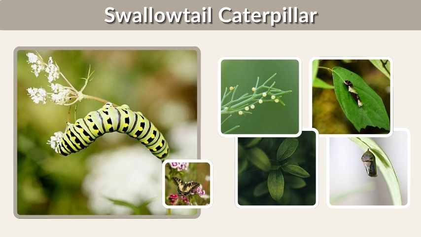 Swallowtail Caterpillar: Life Cycle, Species & Fascinating Facts