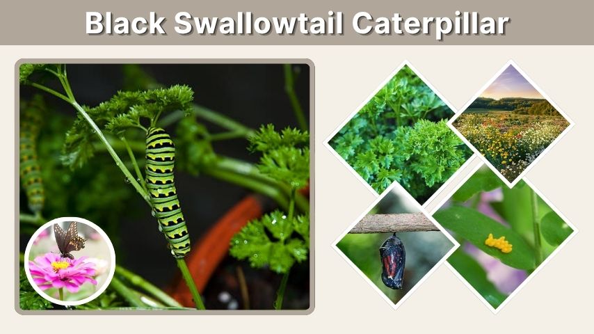 Black Swallowtail Caterpillar: Life Cycle, Diet, and Facts