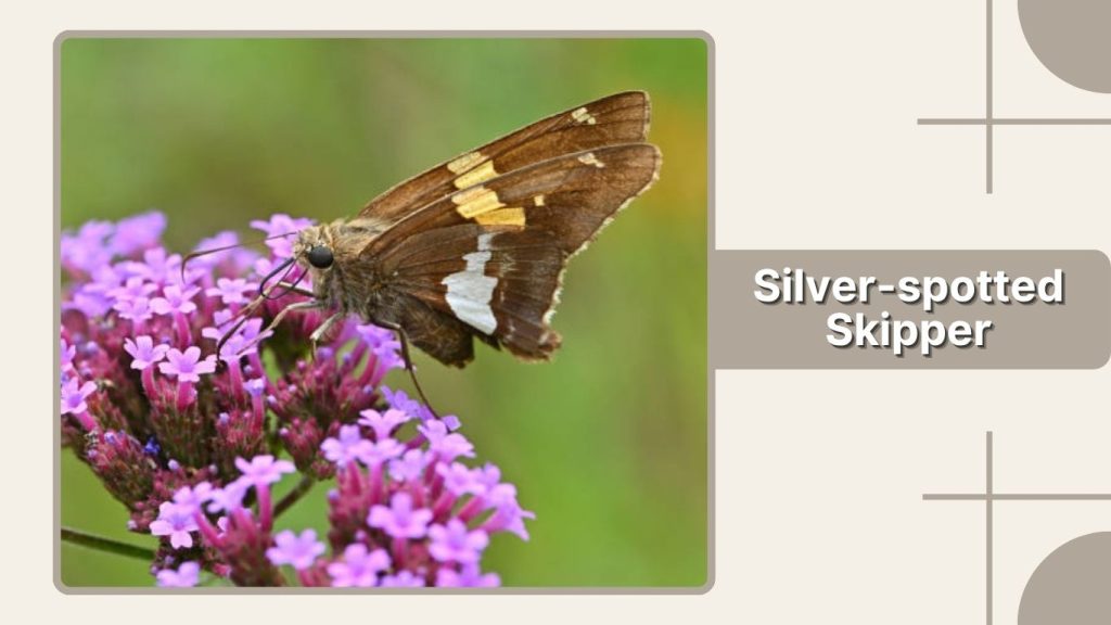 Silver-spotted Skipper