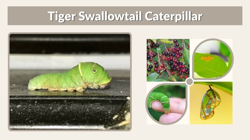 Tiger Swallowtail Caterpillar: Host Plants and Life Cycle
