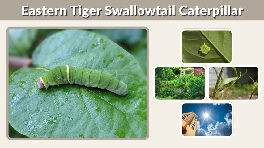 Eastern Tiger Swallowtail Caterpillar: Stages & Host Plants Guide